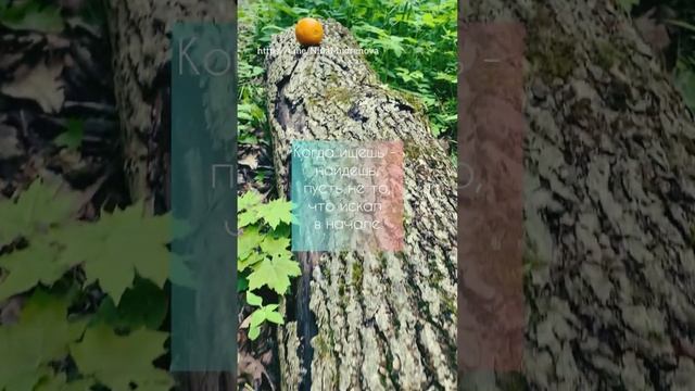 «Поиск» #поиск #вдохновение #подпишись #психология #обои #креатив смотреть онлайн