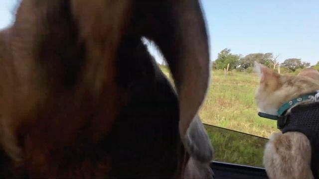 Kitten battles with dog to look out the car window смотреть онлайн