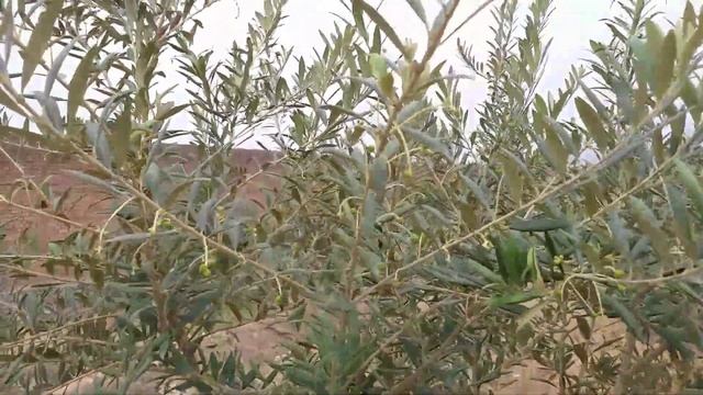 Update of Utopia Orchard Organic Olives l Arbequina Olive l Utopia Olive Orchard смотреть онлайн