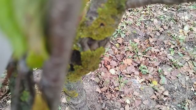 Так ли опасен Лишайник и надо ли от него избавляться? смотреть онлайн