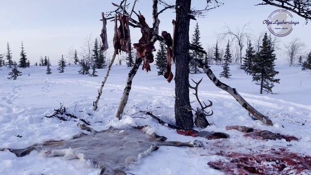 Три дня на Ямале .#сезонконтентаRUTUBE смотреть онлайн