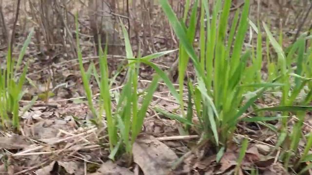 Творческое свидание / Весна в городе смотреть онлайн