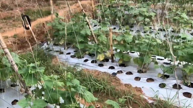 SOLEN VS GREAT WALL CUCUMBER FARMING PART 2 - marathon planting & harvest ng pipino смотреть онлайн