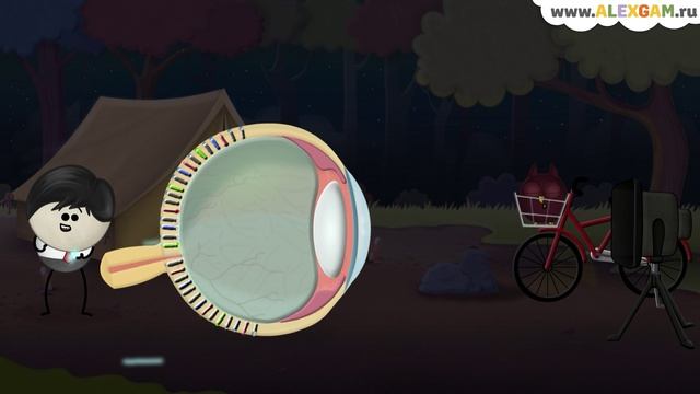 Почему глаза животных светятся в темноте? смотреть онлайн