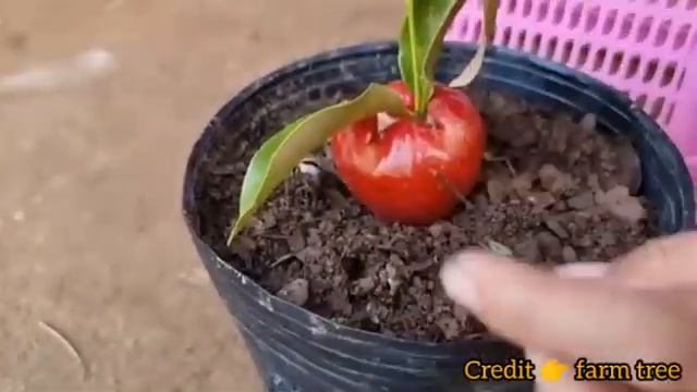easy way to grow apple by seeds 😲| घर पे लगाना हुआ आसान || @DIYGardenIdeas #apple #growapple смотреть онлайн
