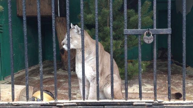 Puma meowing смотреть онлайн