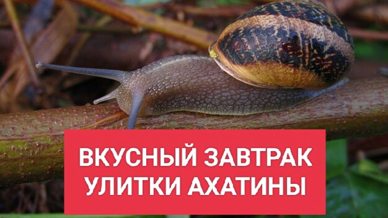 ВКУСНЫЙ И ПОЛЕЗНЫЙ ЗАВТРАК УЛИТКИ АХАТИНЫ смотреть онлайн
