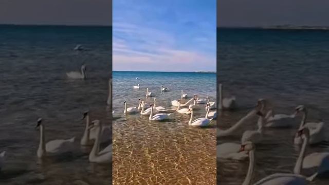 Это в Анапе!!! Вай! #mosacore #путешествия #финомен #туман #день #необъяснимо #красиво смотреть онлайн