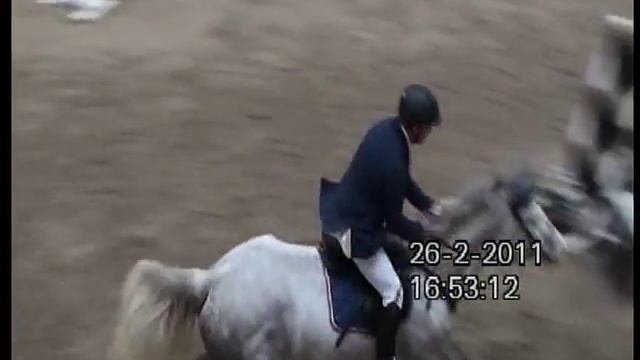 Heiniger-Pferde 5j. Holsteiner Stute von Calido x Carthago x Literat смотреть онлайн