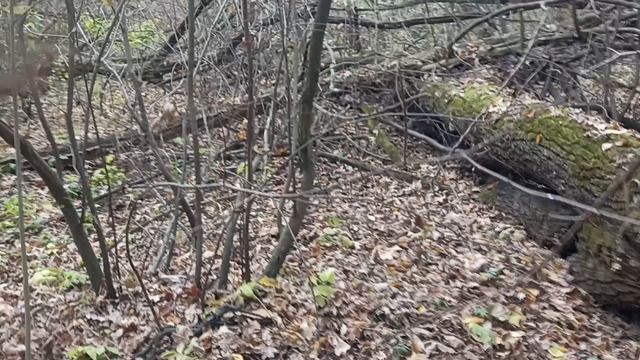 поход за грибами не удался все лето нет дождей нет грибов смотреть онлайн