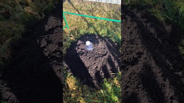 Как правильно укрыть молодой виноград на зиму #виноград #дача