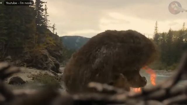 Predator Vs Bear | Prey | | Predator | I'm Noob