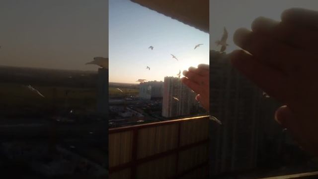 14 июня 2020 г.чайка упала смотреть онлайн