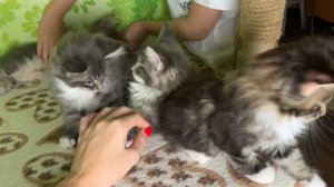 Котята Мейн-Кун