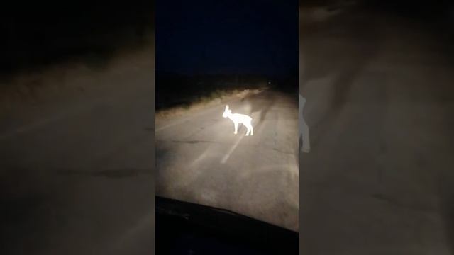 Нашествие сайгак!!! смотреть онлайн