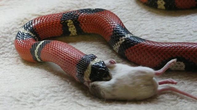 snake and the mouse. breakfast_08 смотреть онлайн