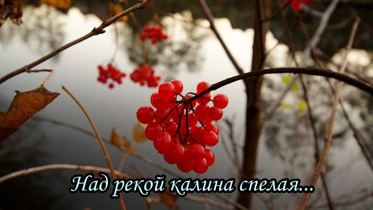 Над рекой калина спелая (Осока) смотреть онлайн
