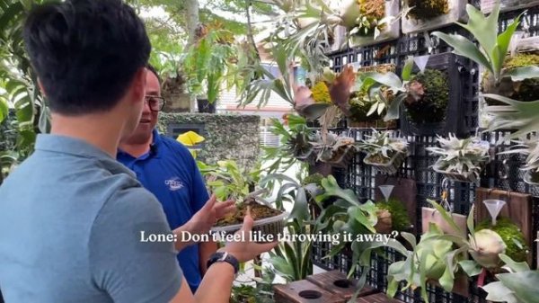 Platycerium Utopia: A Dream Home Garden for Staghorn Enthusiasts | Garden Tour + Pro Tips