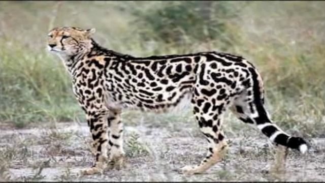 Honey Badger Narrates: Who You Callin' a Cheetah? смотреть онлайн