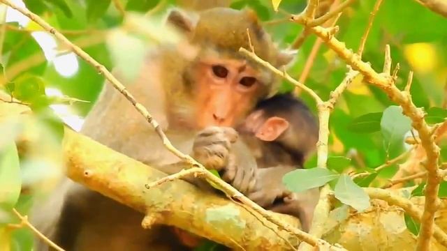 Lion King Is Too Stupid To Be Attack By Prey So Brutally - Lion vs Bear, Rhino, Elephant, Crocodile смотреть онлайн