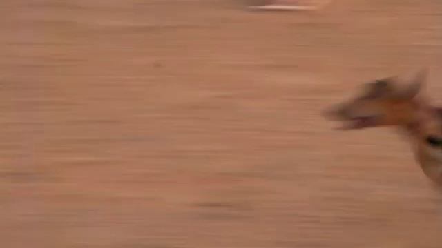 SALUKI DESERT 1 смотреть онлайн