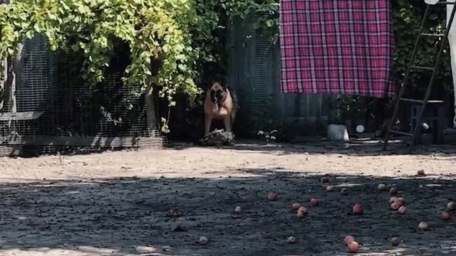 Курск и Белгород,мы с вами! смотреть онлайн
