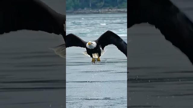 #CapCut #vidaanimal #eaglesacademy #aguia #fypシ #animals #wildanimals #discoverychannelDiscovery смотреть онлайн