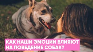 Как наши ЭМОЦИИ влияют на ПОВЕДЕНИЕ собаки? Собака - зеркало хозяина 🐕