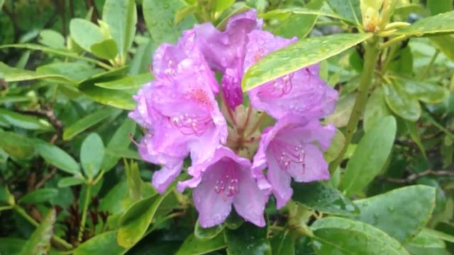 Rhododendron and wind смотреть онлайн