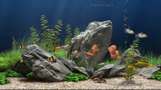 Dream Aquarium 3D Screensaver for Windows HD720p смотреть онлайн