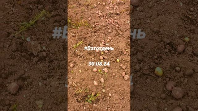 Воспоминания . В этот день 30.08.24 .#вэтотдень #этобылолетрм #этобылолетом2024 #природа #рыбалка #к смотреть онлайн