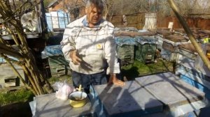 Дустим пчел чесноком и перцем  - Новый метод против варроатоза и аскафероза