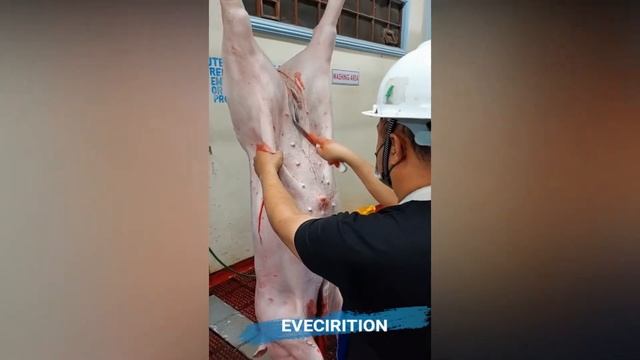 SLAUGHTERING PIG DEMO - FOR BEGINERS (Proper way and step by step) смотреть онлайн