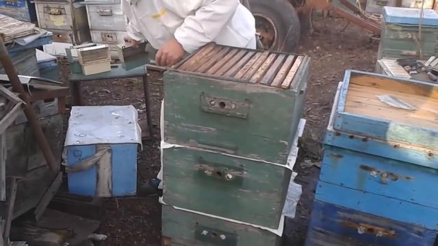 Двухматочное содержание пчел в многокорпусных ульях (схематично) - уроки пчеловодства смотреть онлайн