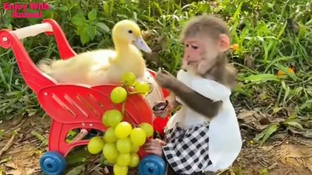 BiBi Monkey Takes Care Of Duckling When BiBi Become A Nanny Its So Cute 😍