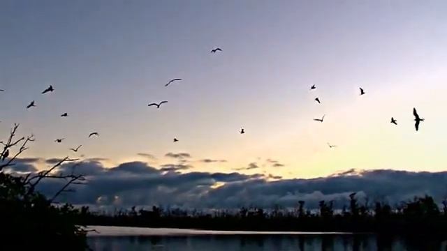 Bio-Inspired Flight -- Who Is Air Force Basic Research смотреть онлайн