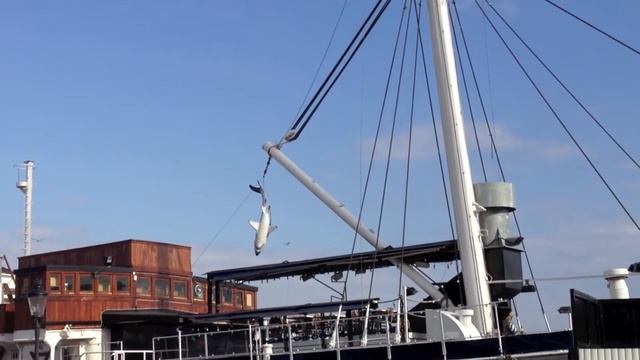 shark in Sthlm смотреть онлайн