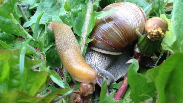 snails and slugs смотреть онлайн
