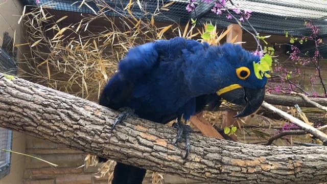 Zoo Lover's Day // Hyacinth Macaws смотреть онлайн