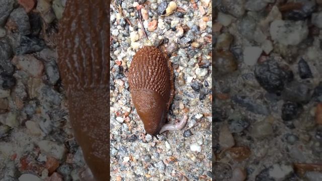 slug and worm смотреть онлайн