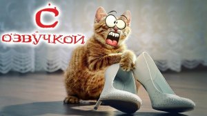 Приколы с котами! С ОЗВУЧКОЙ! Смешные коты! ПРИКОЛЫ С ЖИВОТНЫМИ