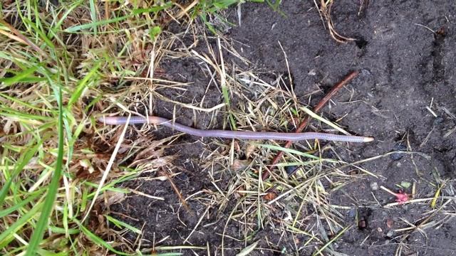 worm смотреть онлайн