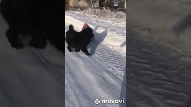 Chernaya Mafia Game On (Джексон, 2,5 года) смотреть онлайн