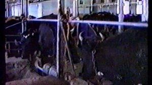 совхоз техникум