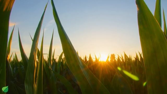 Прекрасная музыка для отдыха, завораживающие пейзажи, природа смотреть онлайн