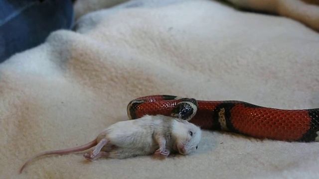 snake and the mouse. breakfast_01 смотреть онлайн