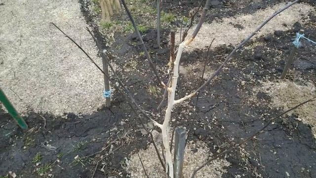 Фундук Трапезунд: Минусы и Плюс сорта -Состояние фундука Трапезунд Крымский смотреть онлайн