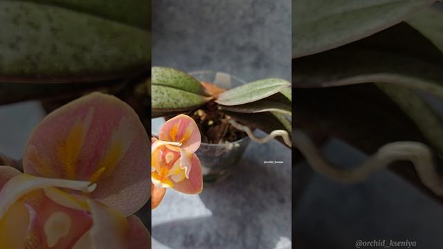 Phal. Aroma 68 от садовника Son Ya 🌸 Ароматная малышка орхидея в мутации пелор | Первое цветение смотреть онлайн