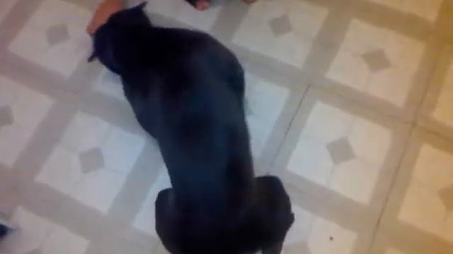 Lydia doing what she does best......entertaining her bodyguard.......King смотреть онлайн