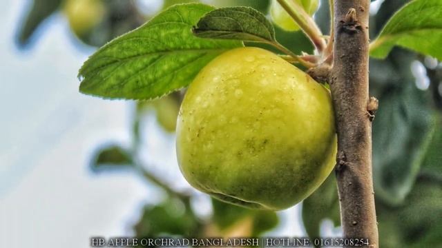 Flash Back Apple Orchard Documentary | HBAO смотреть онлайн